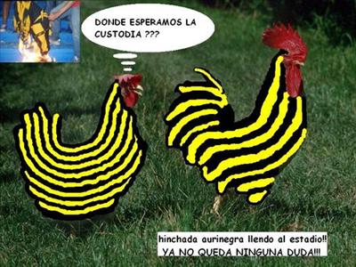 Gallina