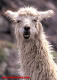 e.g Lama