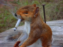 Zkouřený