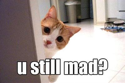 A funny cat