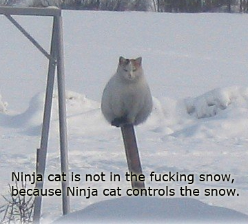 A funny fat cat