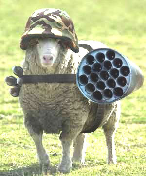 sheep