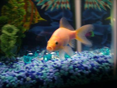 Spot Fish