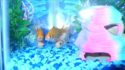 Sunkist Fish