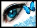 blue butterfly eye