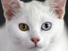 catty 2 colours