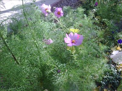 Pink Cosmos