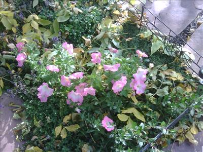 Pink Petunias