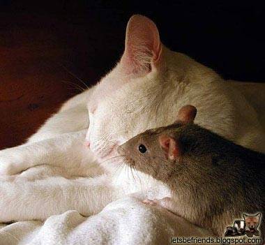 cat mouse