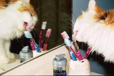 Kitty ate your toothbrush