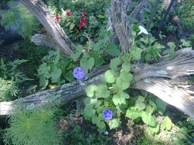 Morning Glories Again