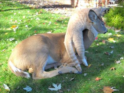 kitty attacks a deer