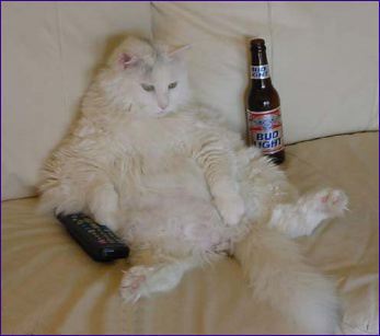 couch potato cat