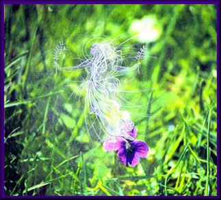 grass faerie