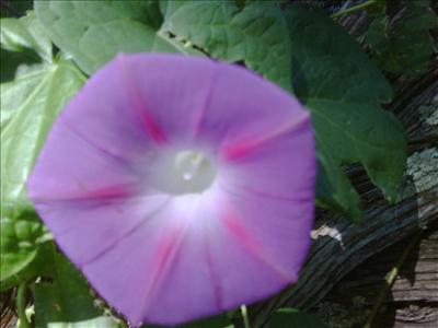 Purple Morning Glory
