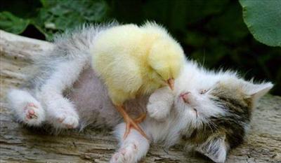 chick on kitty