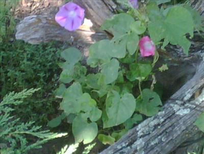 Morning Glories