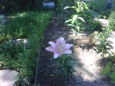 Lily