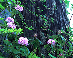 rhododendrons growing on redwood