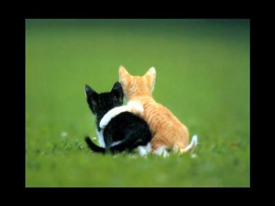 hugging kittens