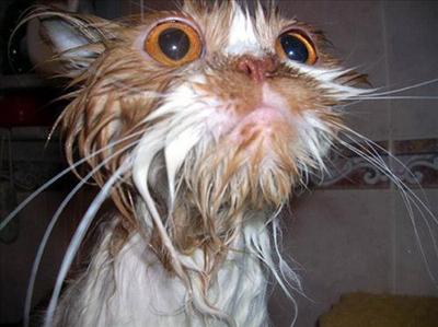 Whiskers McGee- all wet!