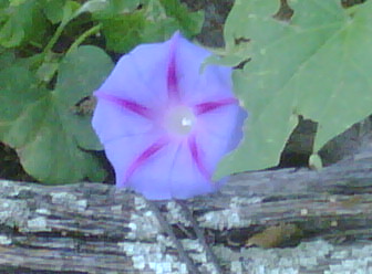 Blue Morning Glory