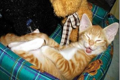 cat smiling in bed