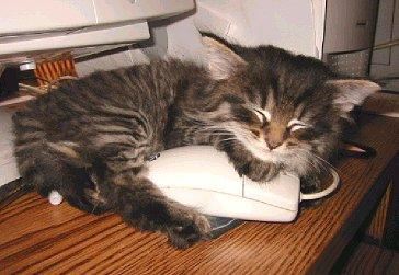 kitty loves the mouse
