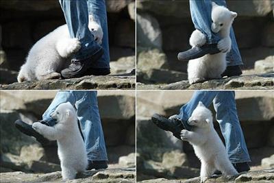 Polar Bear Attack