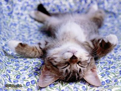 Lazy Kitty
