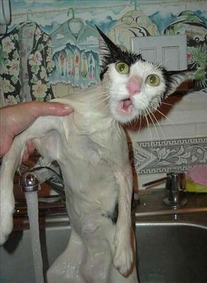 MEOW!