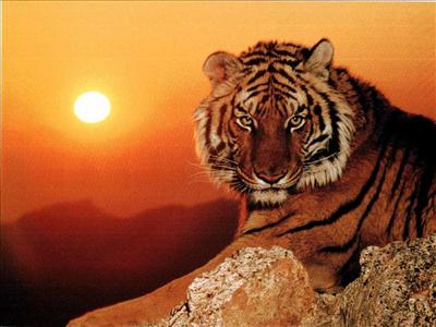 tigre 