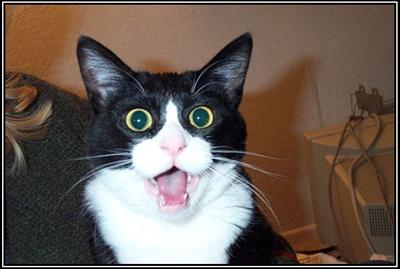gatito