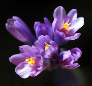 I wish you happy day