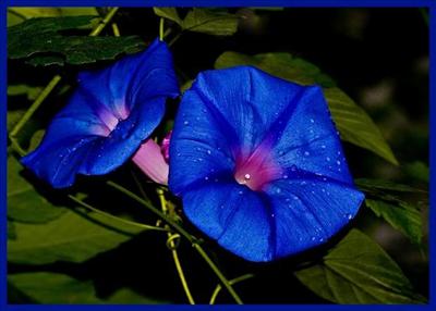 Rare Flower Like you