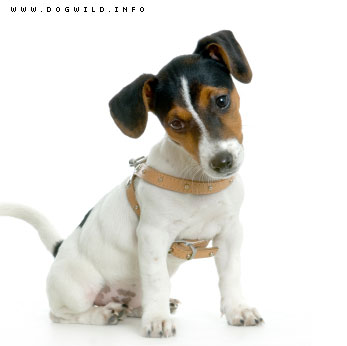 e.g chien