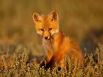 zorr@