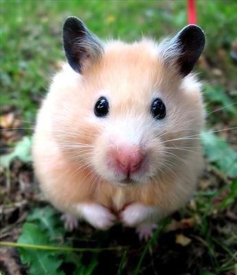 hamster