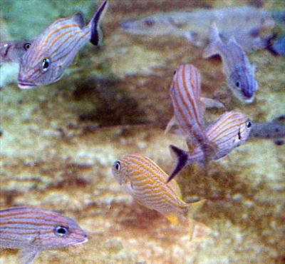 peces