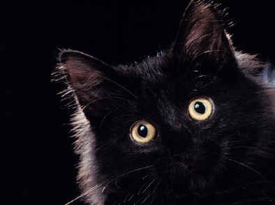 Gatto