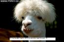 OOH FEŠNÁ LAMKA 