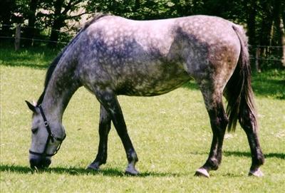 krásnou
