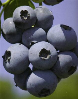 blueberries