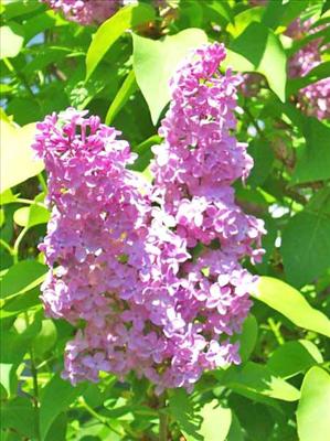 Lilac