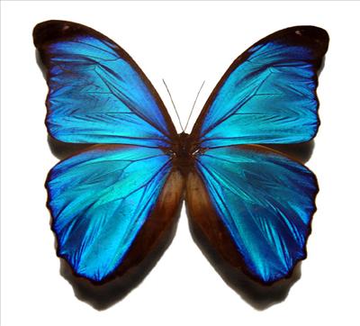 Blue Butterfly