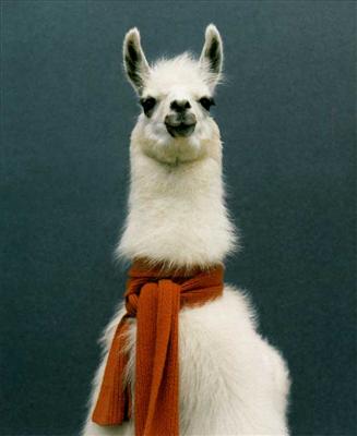 Lama