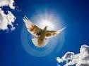 on the wings of a dove..