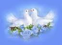 Beautiful doves