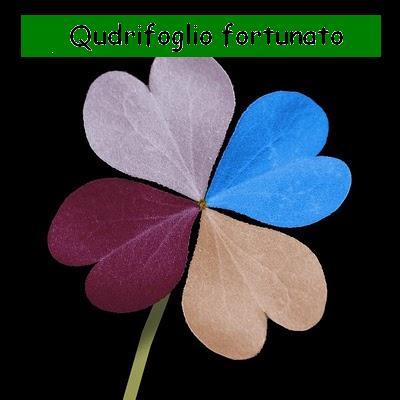 fortunato