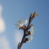 Shaman flower